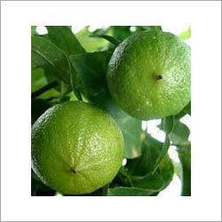 Bergamot Essential Oil