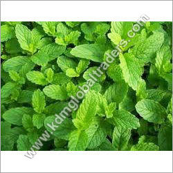 Mint Leaves