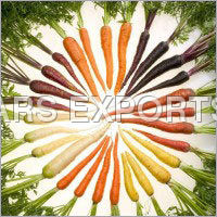 Fresh Red Carrot