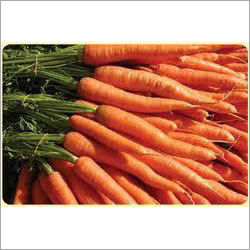Orange Red Carrot