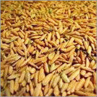 Barley Seeds