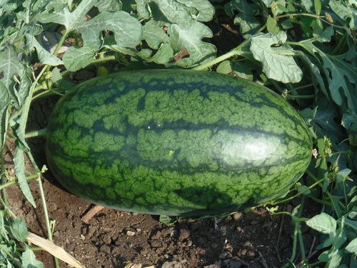 KARINA KING watermelon seeds