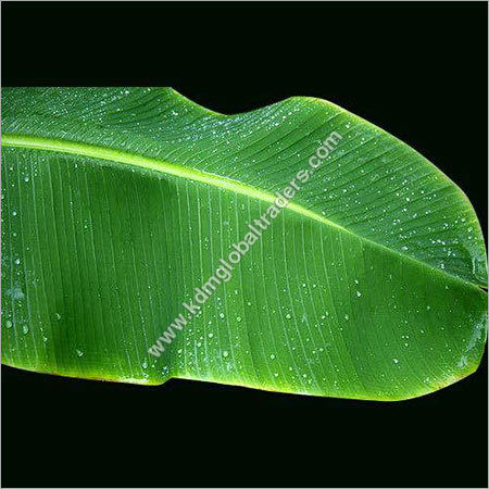 Natural Banana Leaf