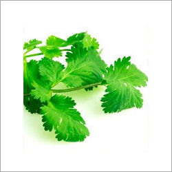 Coriander Essential Oil - Pure Therapeutic Grade, Eases Mind & Relieves Fatigue, Calms Digestive System & Detoxifies Body