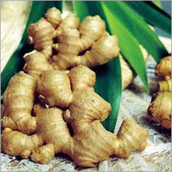 Fresh Ginger