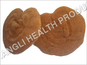 Ginkgo Biloba Leaf Extract