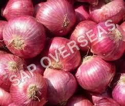 Nasik Onion