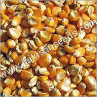 Maize Seeds