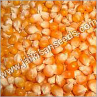 Yellow Maize Seeds