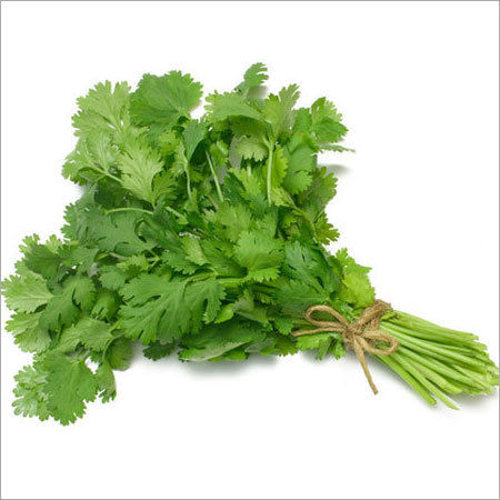 Green Coriander