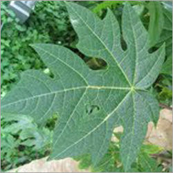 Papaya Leaves