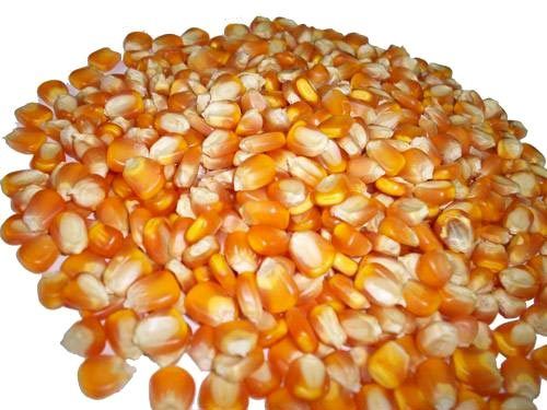 Indian Yellow Maize