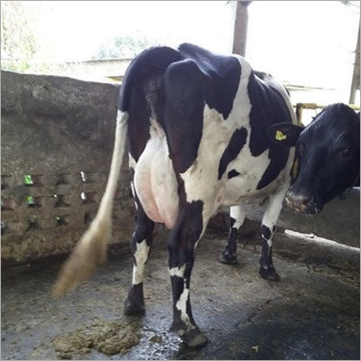 Indian HF Cow