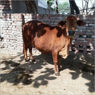 sahiwal cow