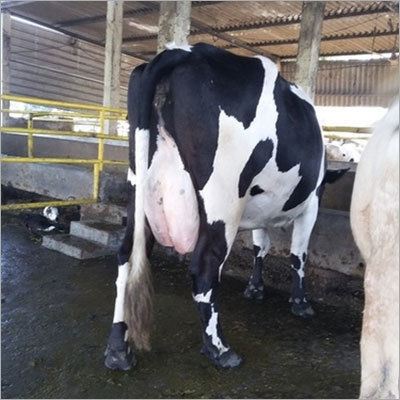 HF Jersey Cow