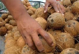 Brown Coconuts