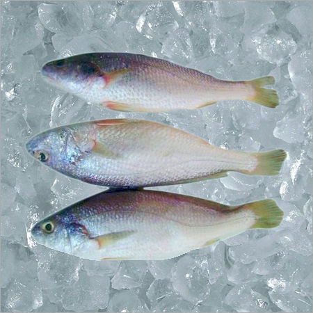 Silver Croaker