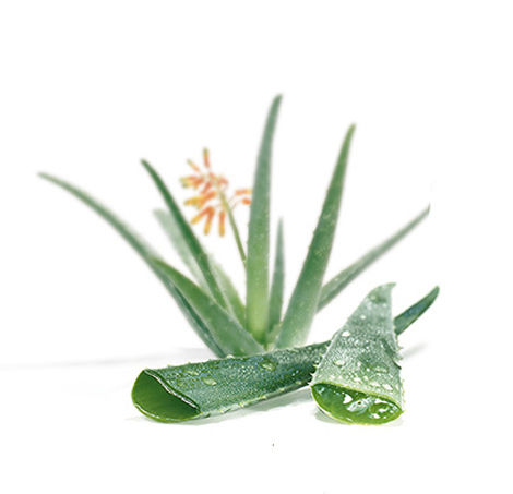 Natural Aloevera Leaves