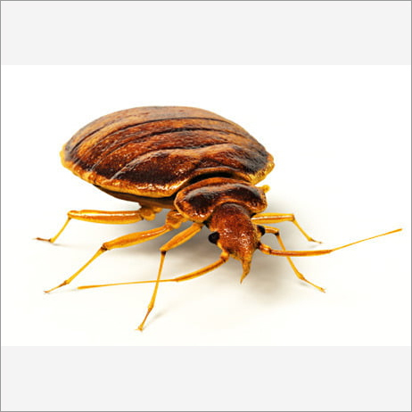 Bed Bug Control By HIBRO PEST CONTROL SERVICES (P) Ltd.