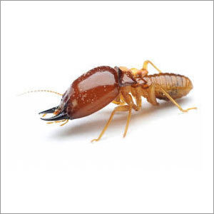 Termites Control By HIBRO PEST CONTROL SERVICES (P) Ltd.