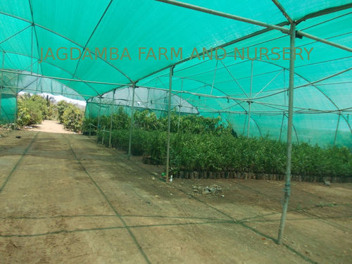Kesar Mango Plantation