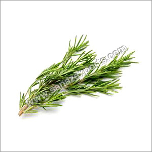 Rosemary Leaves - Dried Culinary Herbs | Nature & Pure High Medicinal Value Highly Effective