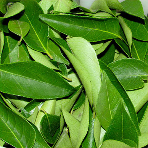 Curry Leaves