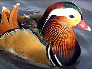 Bowlen Duck