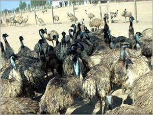 Emu Bird - Fertilized Eggs | High Demand for Reproduction and Profitable Emu Farming