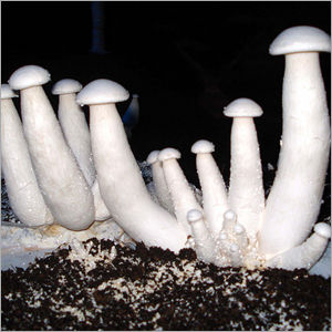 Milky Mushroom