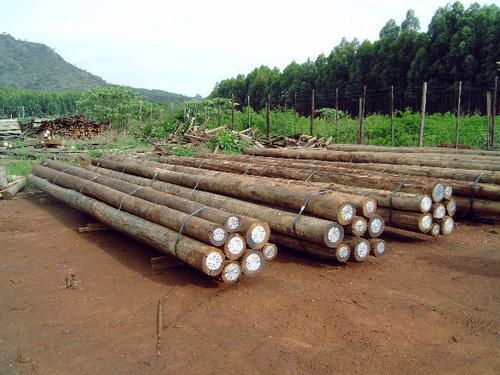 Eucalyptus Wood & Logs Power Source: Electrical