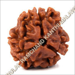 3 Mukhi Rudraksha