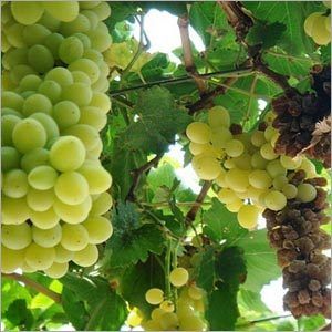 Seedless Grapes