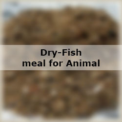 Dry-Fish meal for Animal