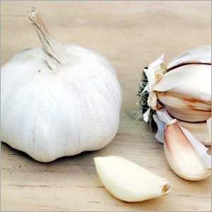 Garlic