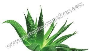 Aloe Vera Barbadensis