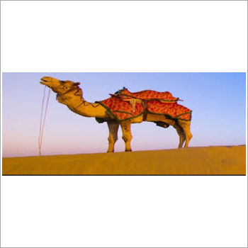 Rajasthan Tour Package Services Cable Length: 600 Millimeter (Mm)