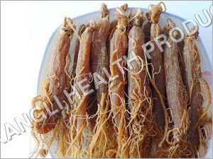 Red Ginseng Root