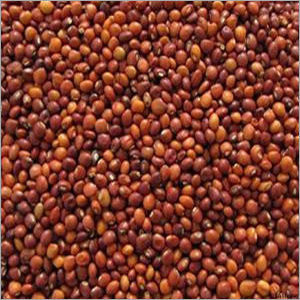 Pigeon Pea