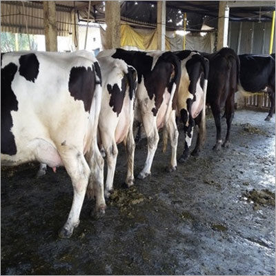 HF Dairy Cow - High Milk Yield, 23,285 Pounds Per Year, 3.7% Fat Content, Hygienically Raised and Vet-Care Approved