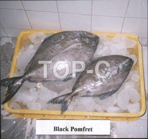 BLACK POMFRET