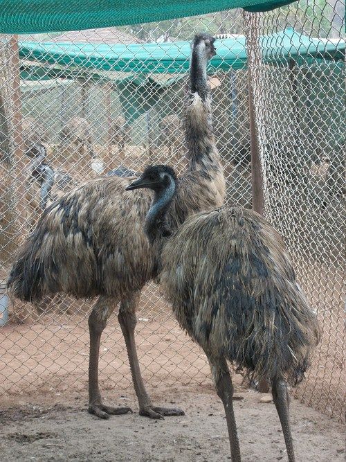 Emu Birds