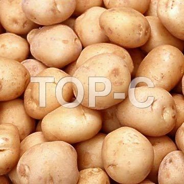 POTATO