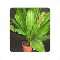 Birds Nest Fern Plants