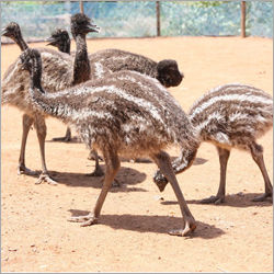 3 Months Old Emu Chicks