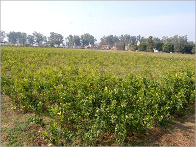 Citrus Nursery Plant