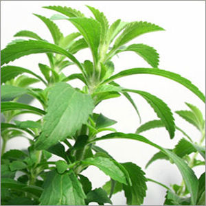 Stevia Leaf