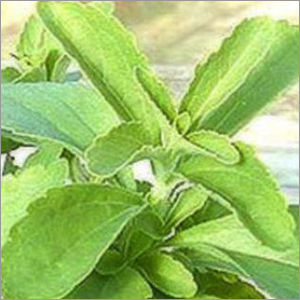 Stevia Plant