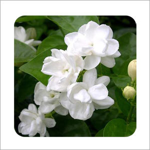 Jasmine Extract