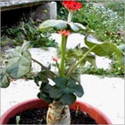 Natural Jatropha